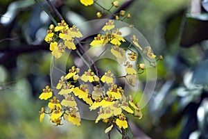 Orchid Coppensia flexuosa in bloom
