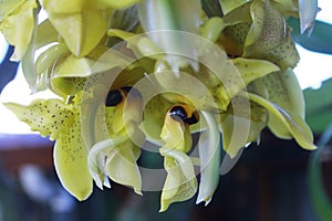 Orchid Of Costa rica, Torito, Stanhopea Confusa photo