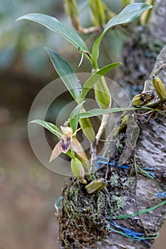 Orchid cuttings