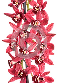 Orchid cymbidium flower