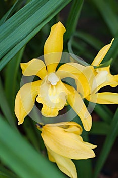 Orchid or Cymbidium simulans Rolfe