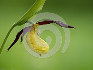 Orchid Cypripedium calceolus in bloom in nature