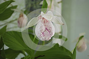 Orchid Cypripedium formosanum flower. Decorative plants for greenhouse.