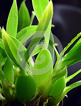 Orchid Cyrtochilum meirax