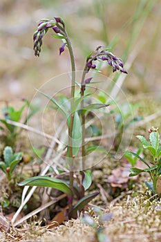 Orchid Dark-red Helleborine