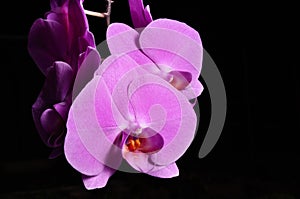 Orchidea