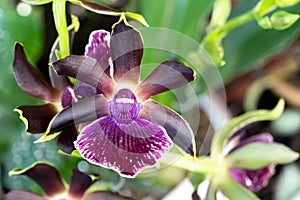 Orchid dark star. Miltassia familly orchids close up