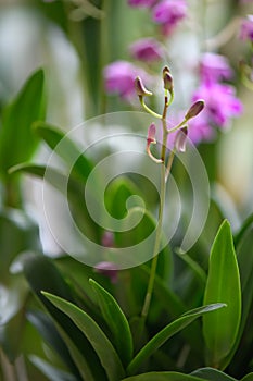 Orchid, Dendrobium Berry Oda. purple buds