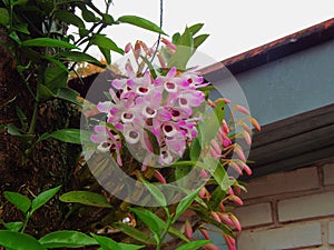 Orquídea púrpura o 