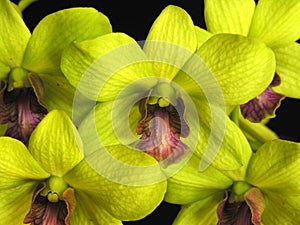 Orchid: Dendrobium green photo