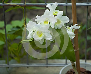 Orchid dendrobium nobile in very beautiful white blooms