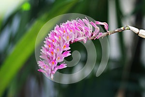 Orchid or Dendrobium secundum