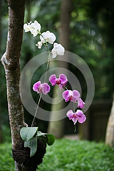 Orchid dendrobium white purple in forest
