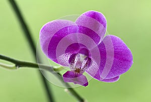 Orchid detail
