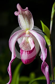 Orchid - detail