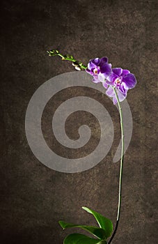 Orchid, different background