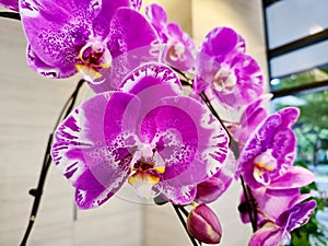 Orchid Doritaenopsis