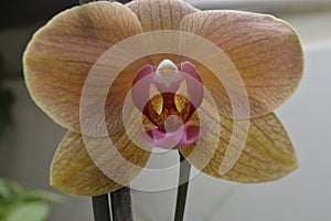 Orchid - Doritaenopsis dorado, a variety of pink moth orchid photo