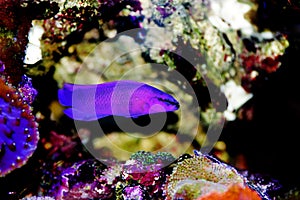 Orchid Dottyback - Pseudochromis fridmani photo