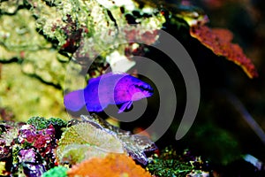 Orchid Dottyback - Pseudochromis fridmani photo
