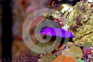 Orchid Dottyback - Pseudochromis fridmani