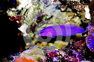 Orchid Dottyback - Pseudochromis fridmani photo