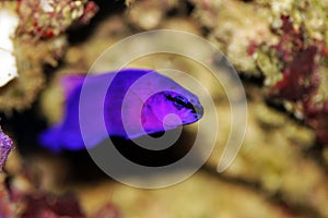 Orchid Dottyback - Pseudochromis fridmani photo