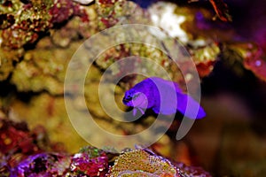 Orchid Dottyback - Pseudochromis fridmani photo