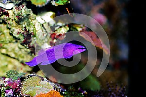 Orchid Dottyback - Pseudochromis fridmani photo