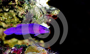 Orchid Dottyback - Pseudochromis fridmani photo