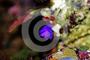 Orchid Dottyback - Pseudochromis fridmani