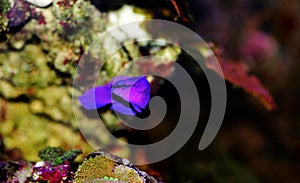 Orchid Dottyback - Pseudochromis fridmani photo