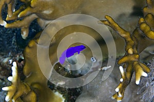 Orchid dottyback in the Red sea.