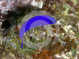 Orchid dottyback