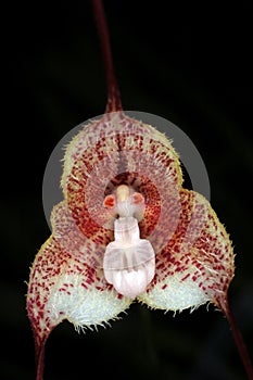 Orchid Dracula astuta