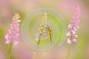 Orchid with dragonfly, Common Fragrant Orchid, Gymnadenia conopsea, flowering European terrestrial wild orchid in nature habitat.