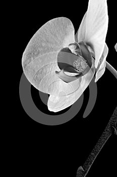 Orchid drama in black and white