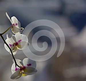 Orchid in early spring close-up