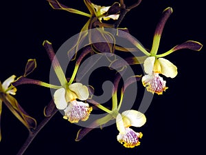 Orchid: Encyclia alata