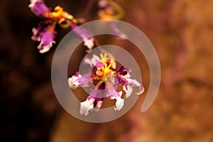 orchid photo