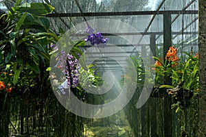 Orchid farm