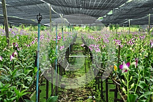 Orchid farm