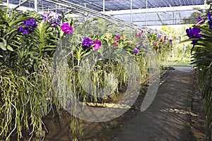 Orchid farm