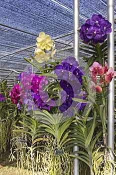 Orchid farm