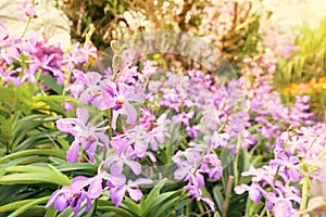 orchid farm