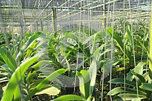 Orchid farm Rhynchostylis gigantea in Thailand,grows thousands of Rhynchostylis gigantea orchids