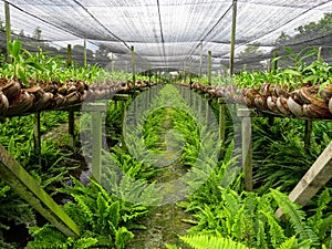 Orchid farm row with green fern on humid ground