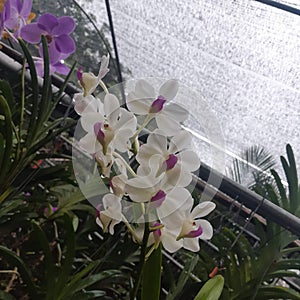 Orchid Farm white and purple  beautiful in the garden