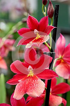 Orchids - favourite ornamental indoor plants photo