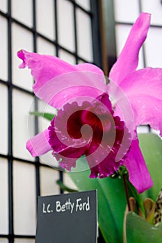 Orchid Festival vibrant Betty Ford variety closeup